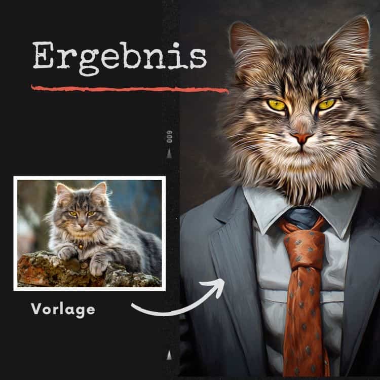 Portrait einer Maine-Coon-Katze in Anzug und Krawatte Vorher-Nachher