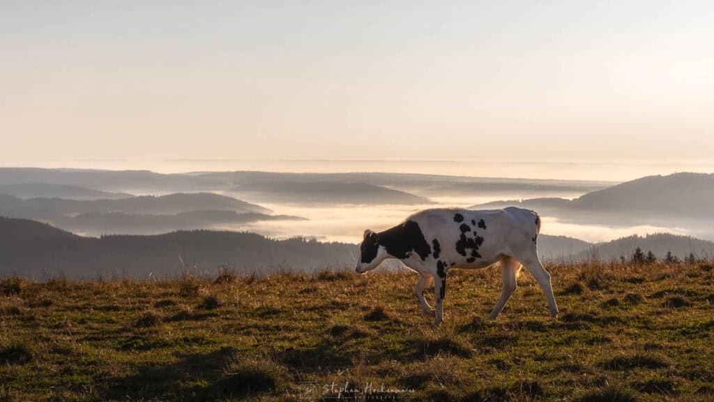 Schwarz-weiße Kuh vor nebelverhangener Schwarzwaldkulisse bei Sonnenaufgang auf dem Feldberg