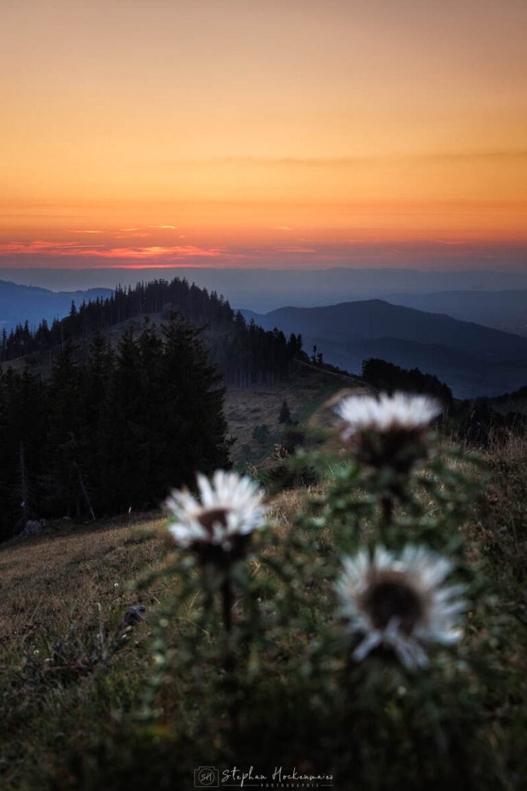 Stimmungsvolle Abendaufnahme vom Hinterwaldkopf mit Silberdisteln im Vordergrund