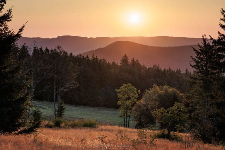 Goldenes Morgenlicht über einer Waldlichtung am Kandel im Schwarzwald