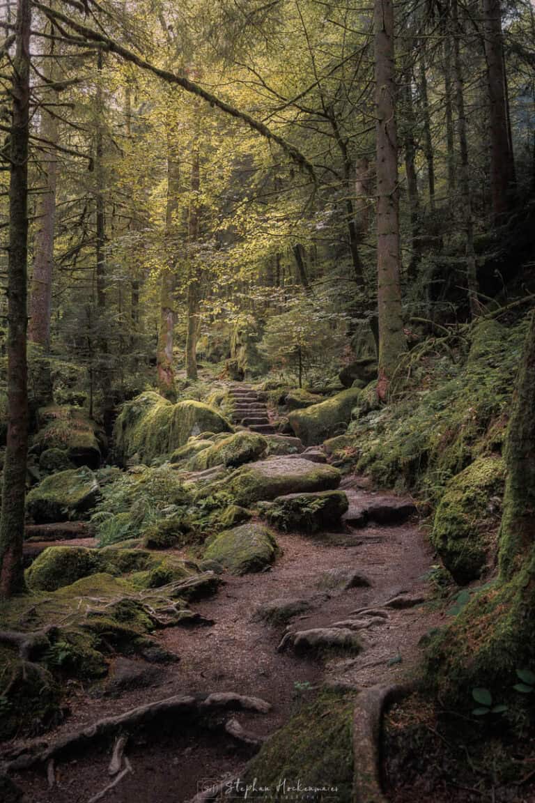 Wanderweg durch die Gertelbachschlucht im Schwarzwald mit moosbedeckten Felsen und Wald