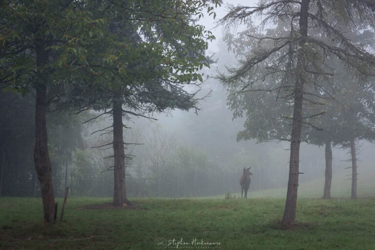Hirschkuh im Nebel auf dem Rückweg vom Aussichtspunkt der Moselschleife bei Kröv