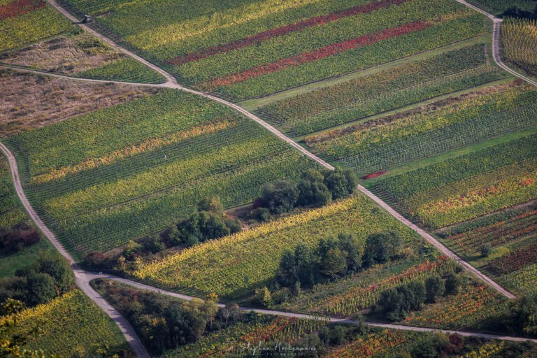 Teleaufnahme der herbstlich gefärbten Weinberge mit Wegen und Rebzeilen an der Moselschleife bei Bremm