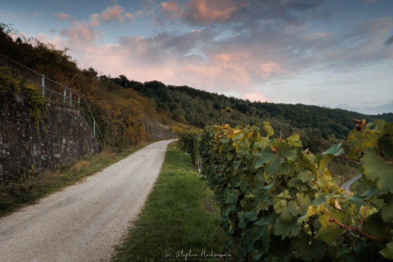 Weg durch die Weinberge oberhalb der Moselschleife bei Kröv