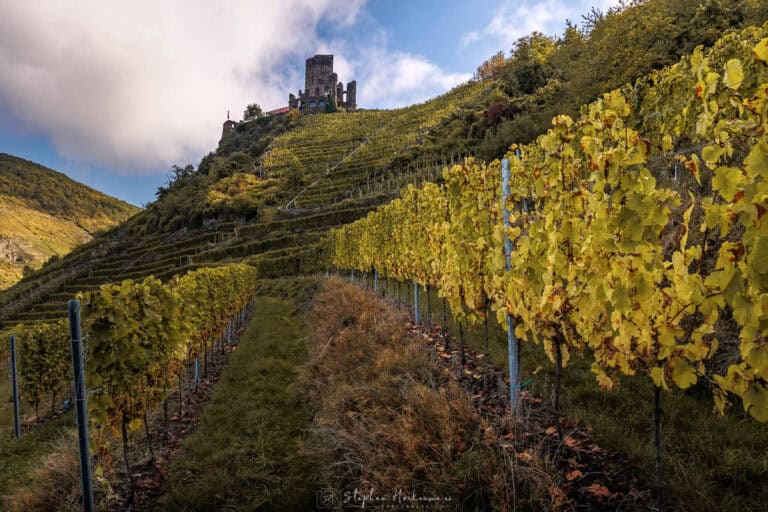 Burg Metternich oberhalb der herbstlichen Weinberge bei Beilstein an der Mosel